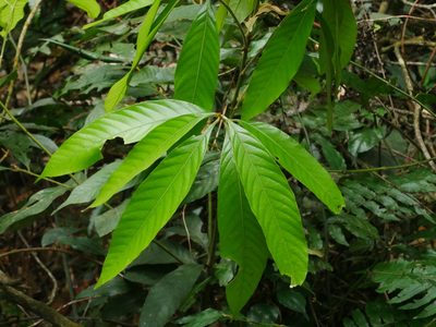 Lithocarpus amygdalifolius, photographed by Jacy Chen