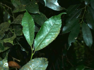 Ilex arisanensis, photographed by Jacy Chen