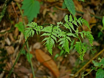 Diplazium kawakamii, photographed by Jacy Chen