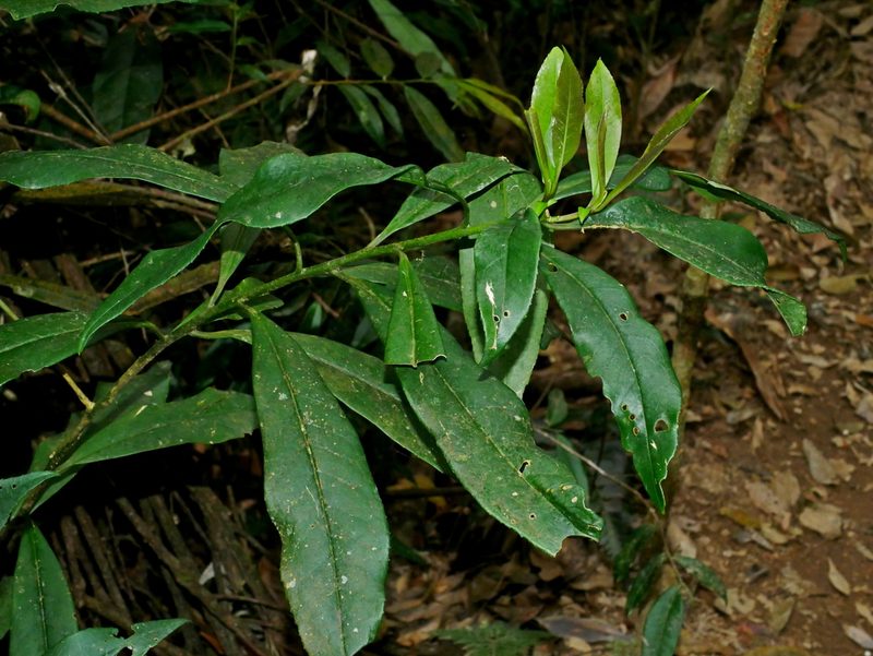 Symplocos wikstroemiifolia, photographed by Jacy Chen