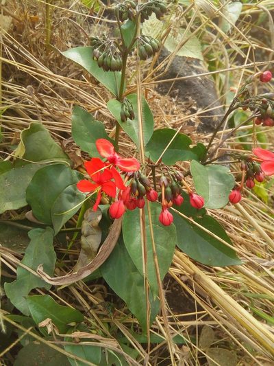Clerodendrum splendens, photographed by Viken