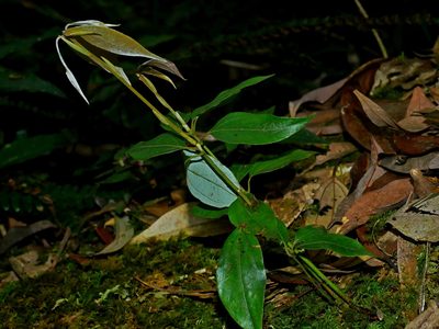 Neolitsea aciculata, photographed by Jacy Chen