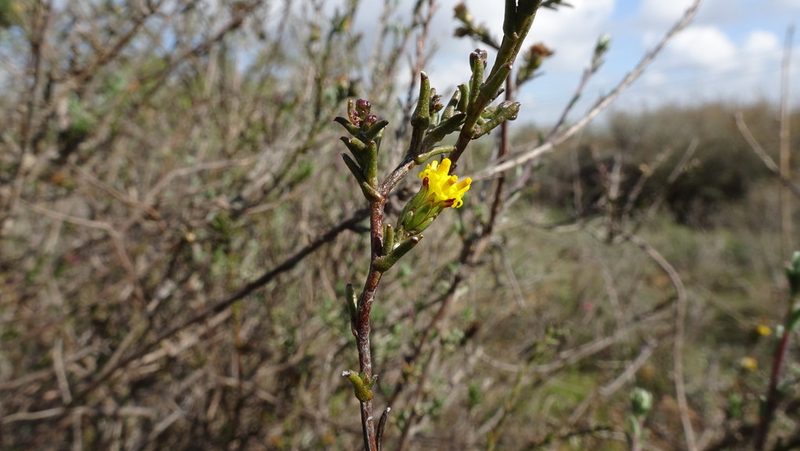 Marasmodes dummeri, photographed by Paul Emms
