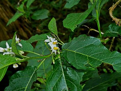 Solanum peikuoense, photographed by Jacy Chen