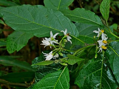 Solanum peikuoense, photographed by Jacy Chen