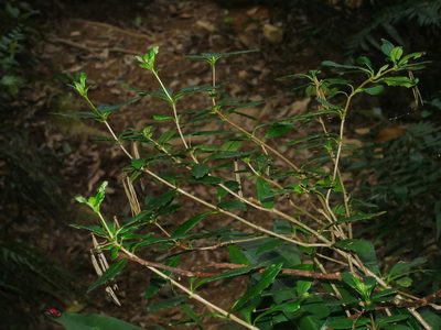 Lysionotus pauciflorus, photographed by Jacy Chen