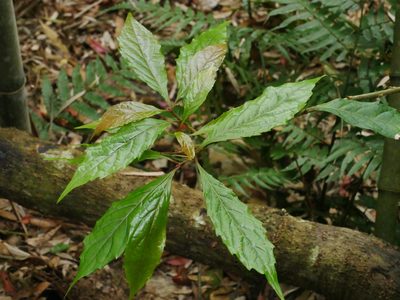 Meliosma callicarpifolia, photographed by Jacy Chen