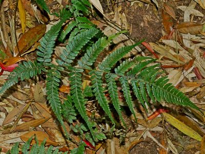 Athyrium arisanense, photographed by Jacy Chen