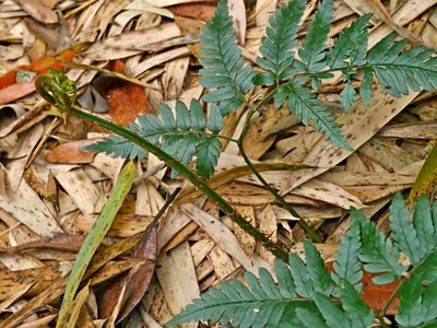 Dryopteris polita, photographed by Jacy Chen