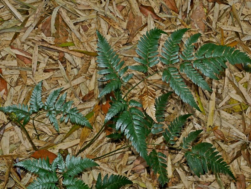 Dryopteris polita, photographed by Jacy Chen