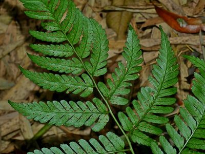 Dryopteris polita, photographed by Jacy Chen