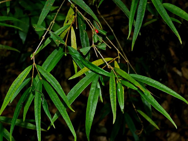 Damnacanthus angustifolius, photographed by Jacy Chen