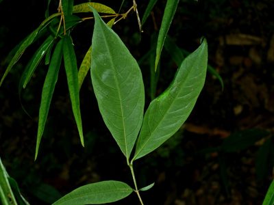 Damnacanthus giganteus, photographed by Jacy Chen