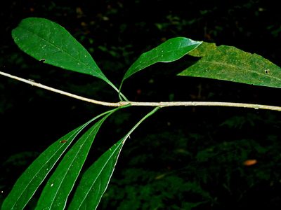 Osmanthus lanceolatus, photographed by Jacy Chen