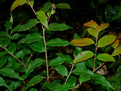 Vaccinium randaiense, photographed by Jacy Chen