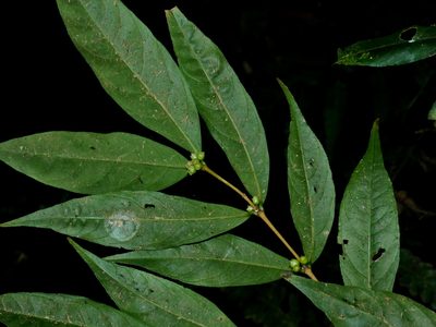 Damnacanthus giganteus, photographed by Jacy Chen