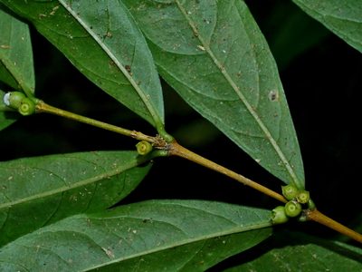 Damnacanthus giganteus, photographed by Jacy Chen