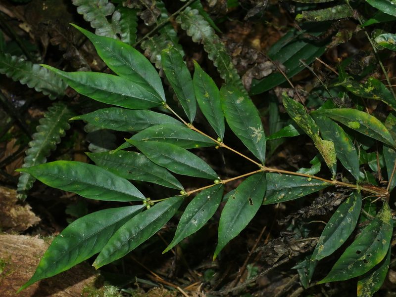 Damnacanthus giganteus, photographed by Jacy Chen