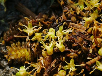 Calamus formosanus, photographed by Jacy Chen