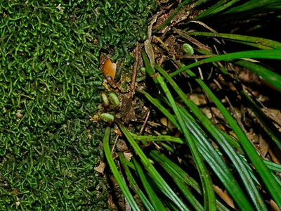Haplopteris flexuosa, photographed by Jacy Chen