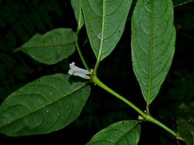 Lasianthus japonicus, photographed by Jacy Chen