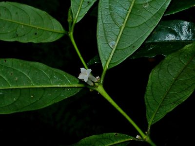 Lasianthus japonicus, photographed by Jacy Chen