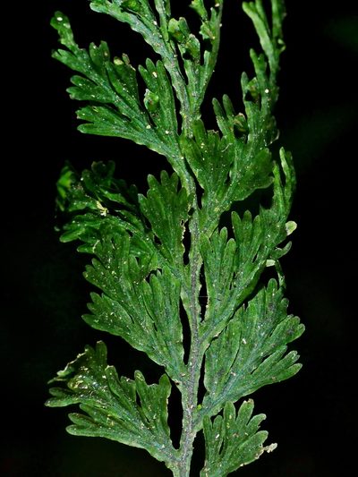 Crepidomanes latealatum, photographed by Jacy Chen