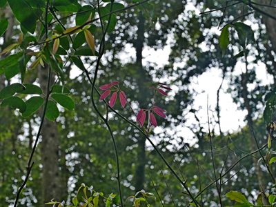 Stauntonia obovata, photographed by Jacy Chen