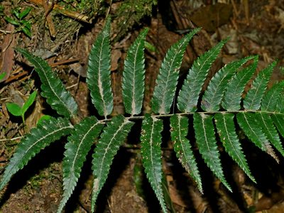 Diplazium fauriei, photographed by Jacy Chen