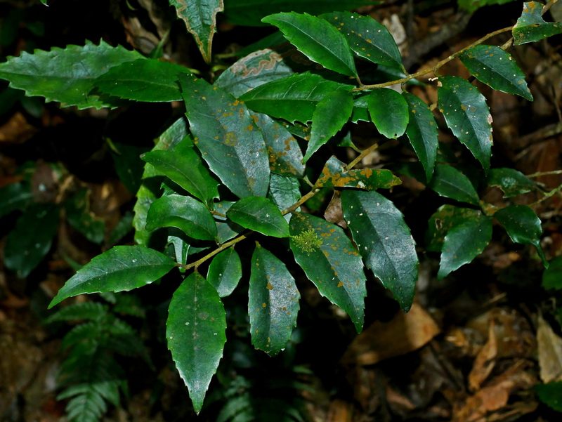 Symplocos sonoharae, photographed by Jacy Chen