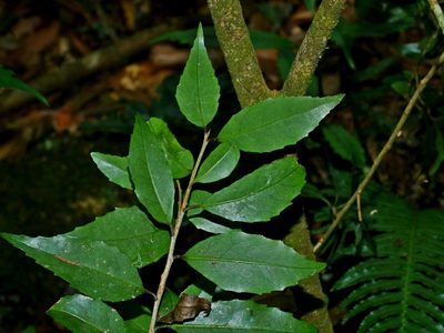 Symplocos sonoharae, photographed by Jacy Chen