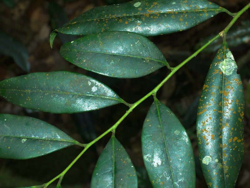 Cleyera japonica, photographed by Jacy Chen