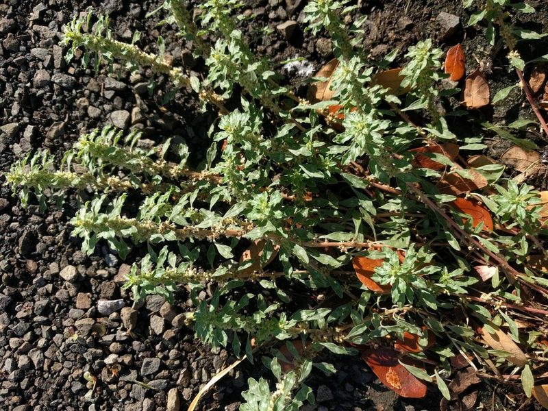 Amaranthus polygonoides, photographed by Kevin Faccenda