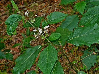 Solanum peikuoense, photographed by Jacy Chen