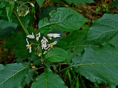Solanum peikuoense, photographed by Jacy Chen