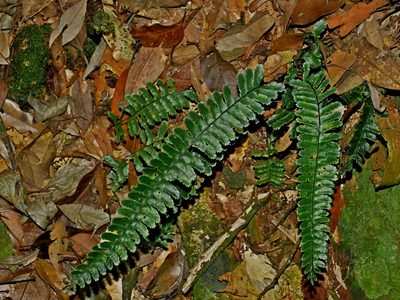 Asplenium normale, photographed by Jacy Chen
