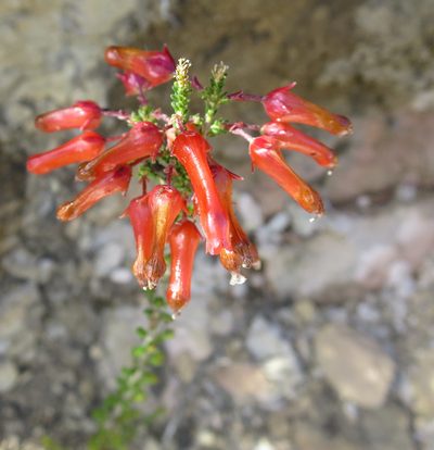 Erica inordinata, photographed by Di Turner