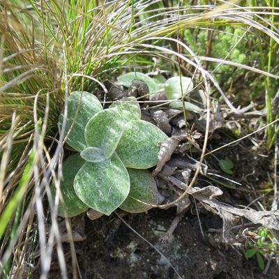 Helichrysum rotundifolium, photographed by Di Turner