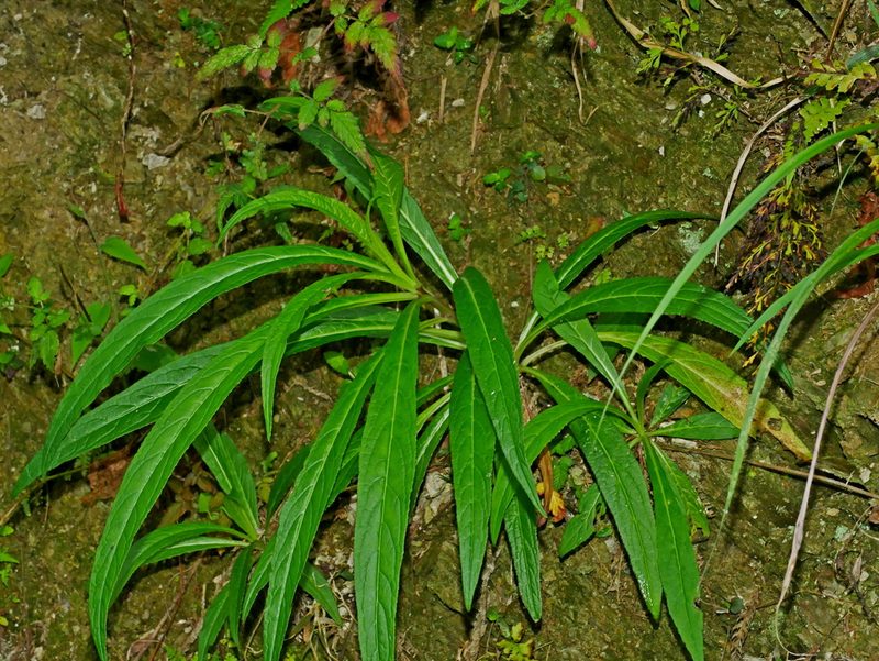 Lobelia seguinii, photographed by Jacy Chen