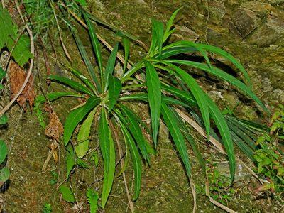 Lobelia seguinii, photographed by Jacy Chen