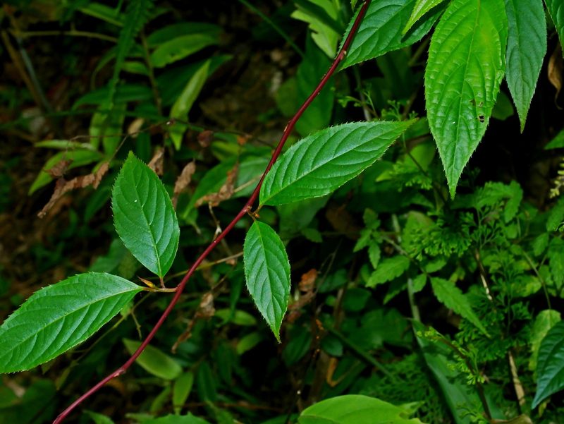 Perrottetia arisanensis, photographed by Jacy Chen
