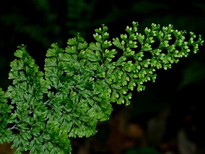 Hymenophyllum fujisanense, photographed by Jacy Chen