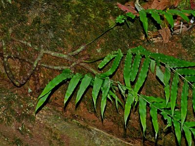 Goniophlebium mengtzeense, photographed by Jacy Chen