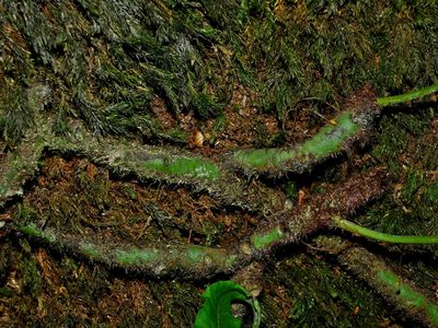 Goniophlebium mengtzeense, photographed by Jacy Chen
