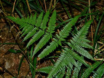 Dryopteris formosana, photographed by Jacy Chen