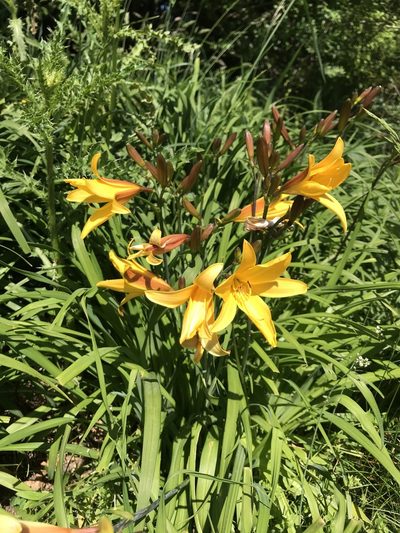 Hemerocallis dumortieri, photographed by T. Pedro Hafermann