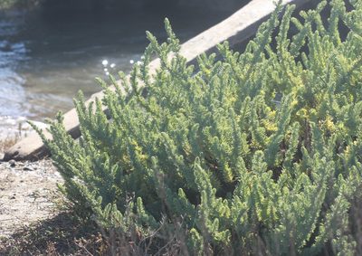 Suaeda californica, photographed by Scott Loarie