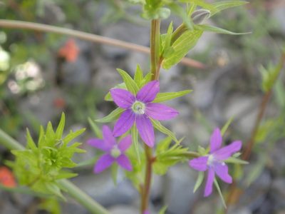 Legousia falcata, photographed by Fabien Piednoir