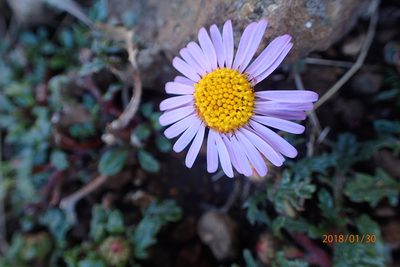 Afroaster erucifolius, photographed by Peter Warren