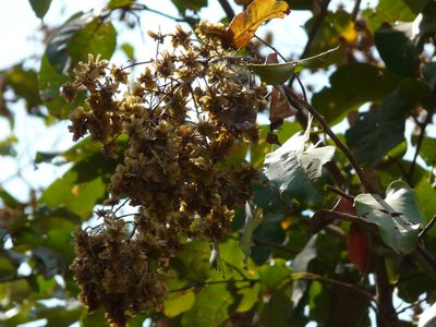 Terminalia paniculata, photographed by Dinesh Valke